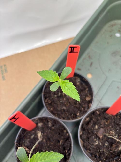 2026 – Honduras × Panama (ACE Seeds). Week 1 - Day 6 | 8 cm | 23°C / 74% RH (VPD 0.72) | 180 PPFD / 55 cm | Water: no | Feed: 