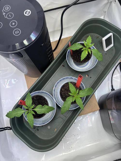 2026 – Honduras × Panama (ACE Seeds). Week 2