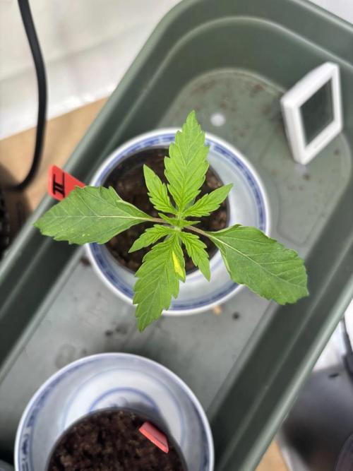 2026 – Honduras × Panama (ACE Seeds). Week 2