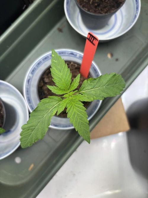 2026 – Honduras × Panama (ACE Seeds). Week 2