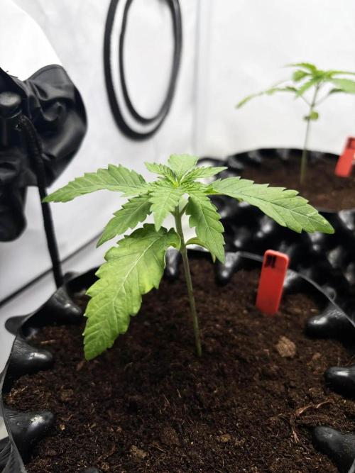 2026 – Honduras × Panama (ACE Seeds). Week 3 - Day 16