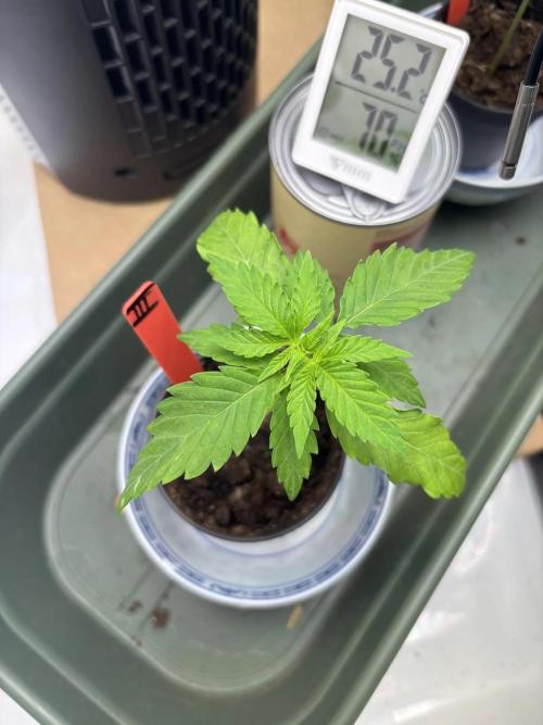 2026 – Honduras × Panama (ACE Seeds). Week 3 - Day 16