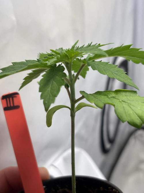 2026 – Honduras × Panama (ACE Seeds). Week 3 - Day 16