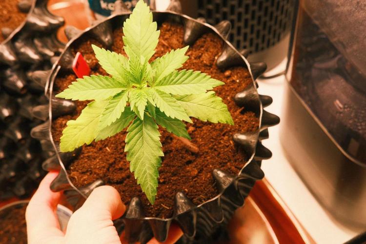 2026 – Honduras × Panama (ACE Seeds). Week 3 - Day 18