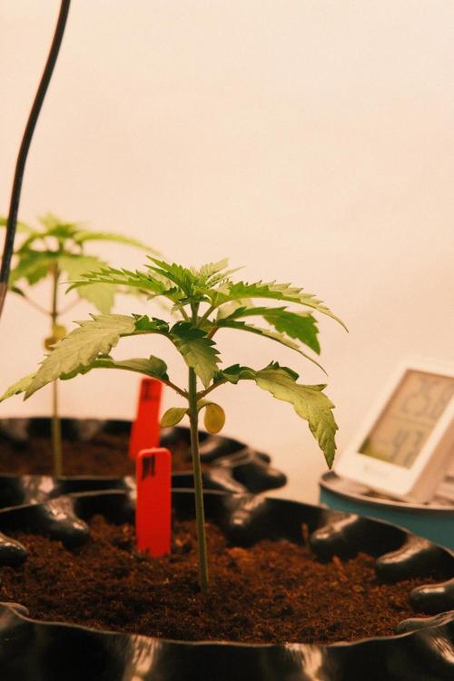 2026 – Honduras × Panama (ACE Seeds). Week 3 - Day 18