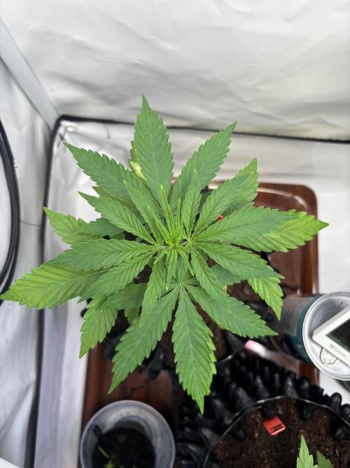 2026 – Honduras × Panama (ACE Seeds). Week 4 - Day 25