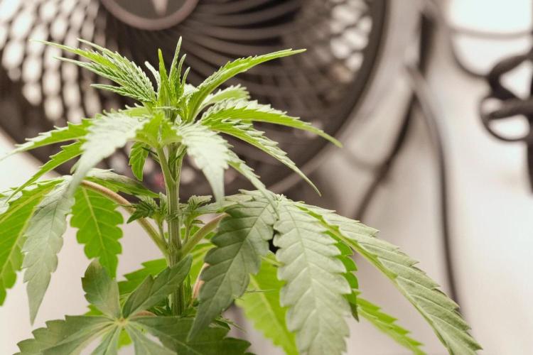 2026 – Honduras × Panama (ACE Seeds). Week 5