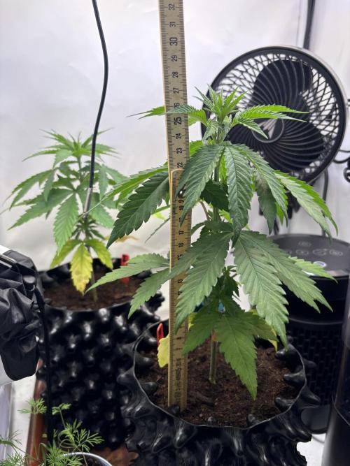 2026 – Honduras × Panama (ACE Seeds). Week 5