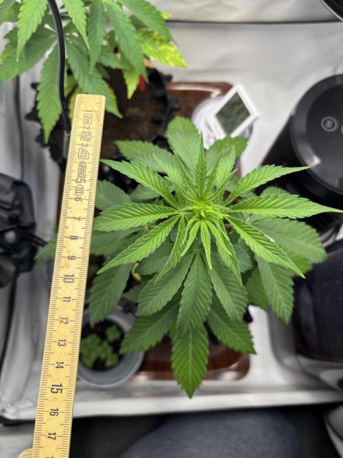 2026 – Honduras × Panama (ACE Seeds). Week 5