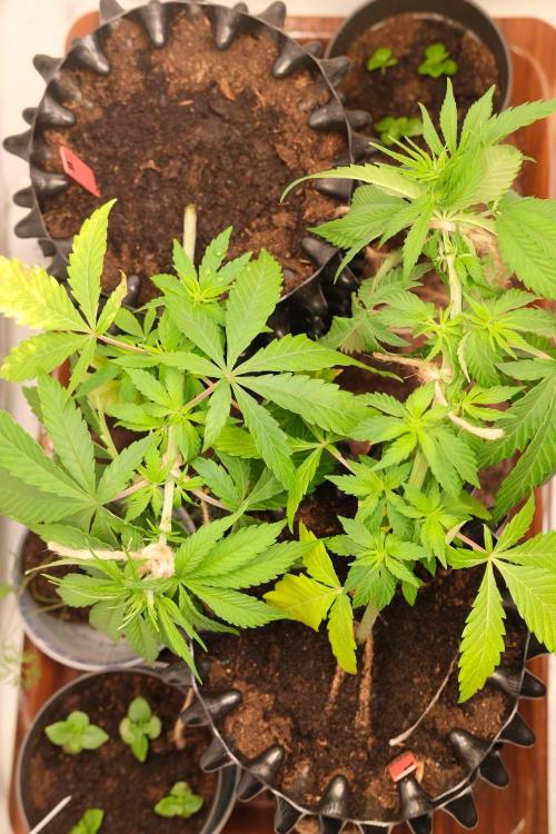 2026 – Honduras × Panama (ACE Seeds). Week 5 - Day 36