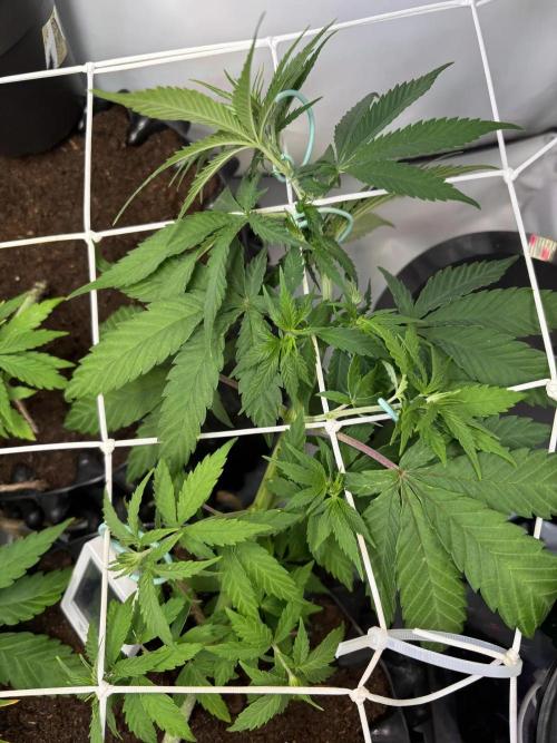 2026 – Honduras × Panama (ACE Seeds). Week 6 - Day 41 - III