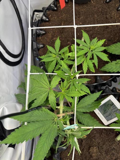 2026 – Honduras × Panama (ACE Seeds). Week 6 - Day 41 -II