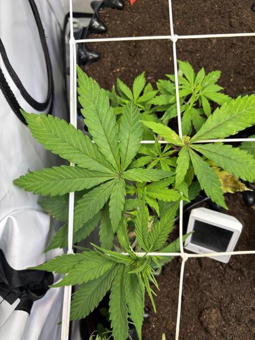 2026 – Honduras × Panama (ACE Seeds). Week 6 - Day 35 - II