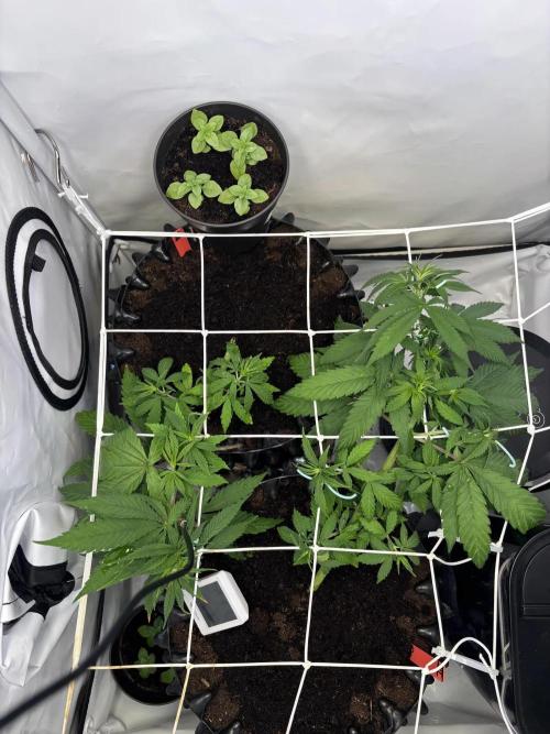 2026 – Honduras × Panama (ACE Seeds). Week 6 - Day 42