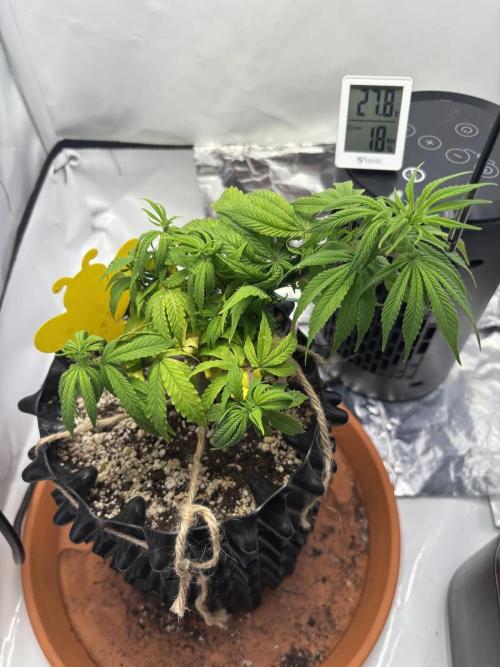 2026 – Congo – First run. Week 9 - Day 56, old pot