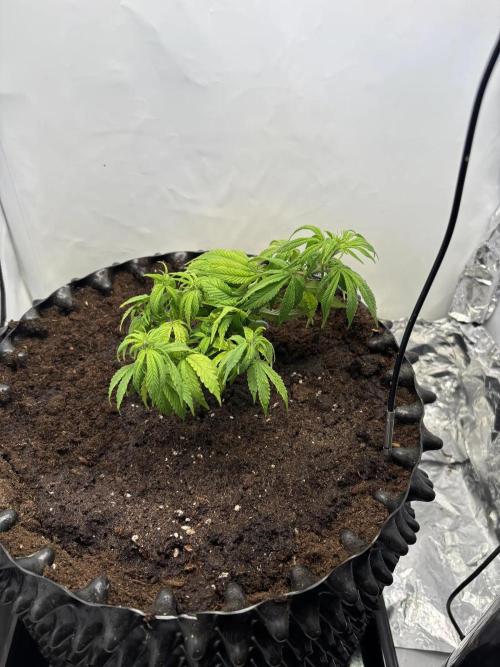 Congo. Week 9