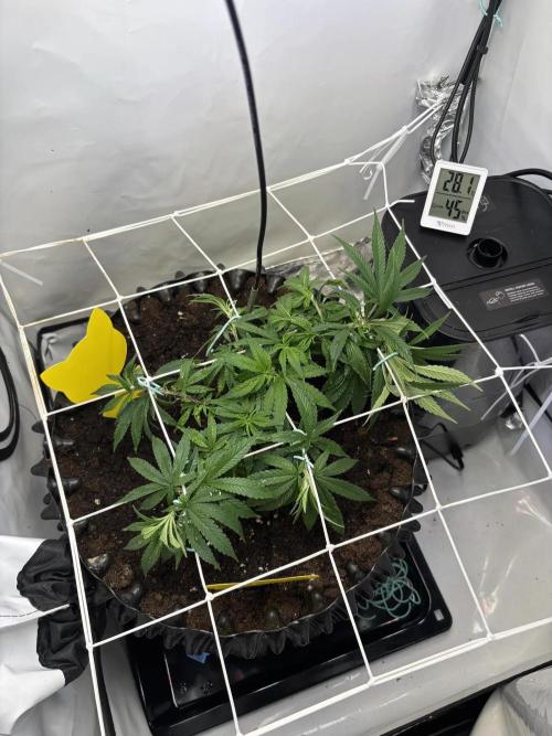 Congo. Week 10