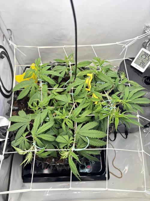 Congo. Week 11