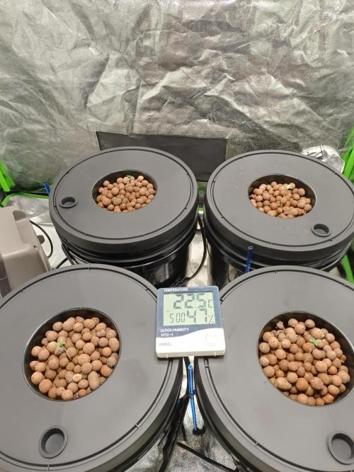 hydroponic dwc. Week 0 - 4 bucket 20l