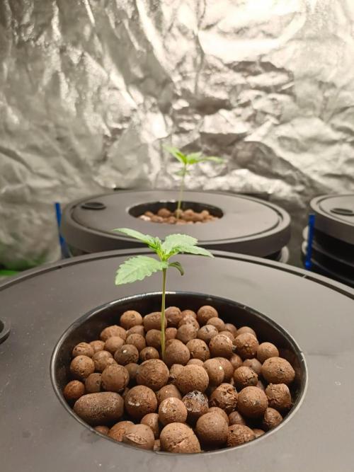 Strawberry gorilla auto hydroponic dwc. Week 1