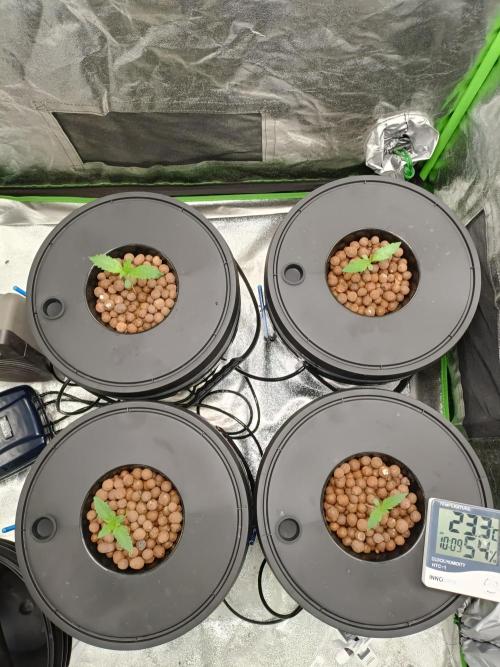 Strawberry gorilla auto hydroponic dwc. Week 1