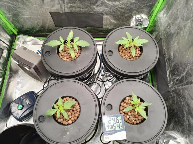 Strawberry gorilla auto hydroponic dwc. Week 2