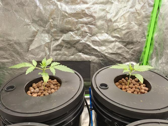 Strawberry gorilla auto hydroponic dwc. Week 2