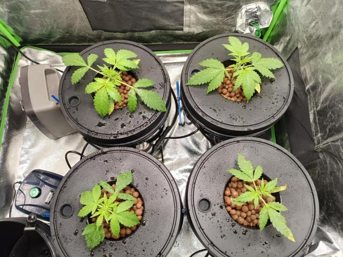 hydroponic dwc. Week 3