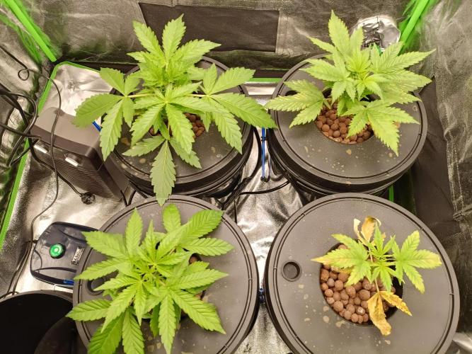 hydroponic dwc. Week 3