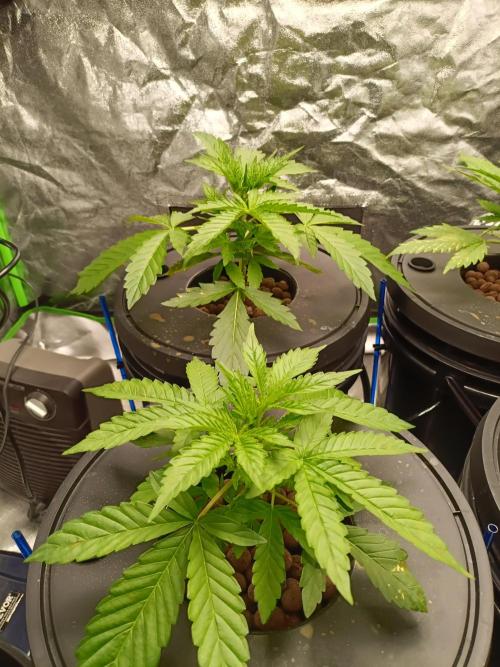 hydroponic dwc. Week 3