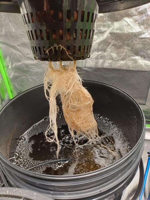 hydroponic dwc. Week 3