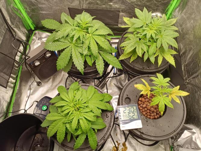 hydroponic dwc. Week 4