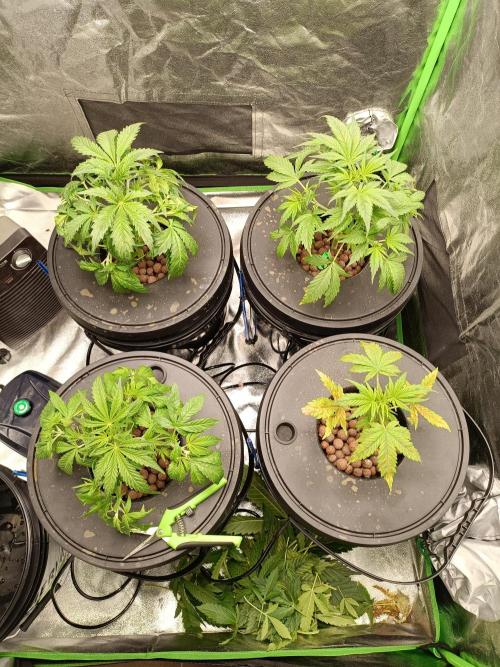 hydroponic dwc. Week 4