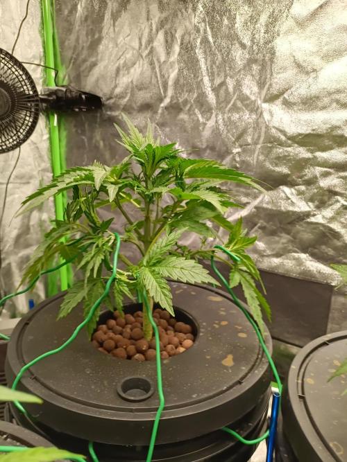 hydroponic dwc. Week 4