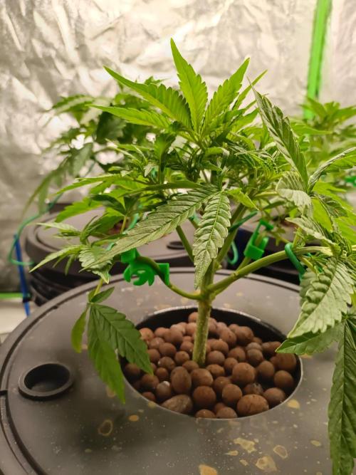 hydroponic dwc. Week 4