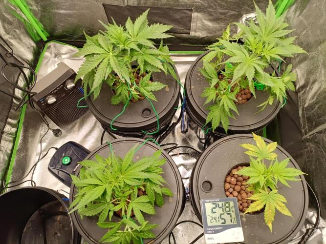 hydroponic dwc. Week 4