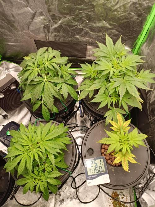 hydroponic dwc. Week 4