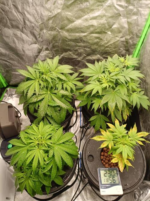 hydroponic dwc. Week 5