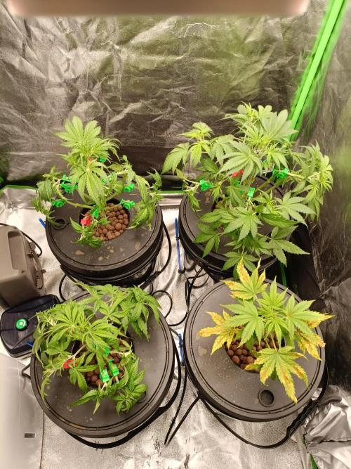 hydroponic dwc. Week 5