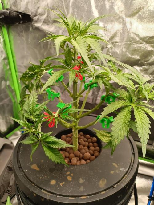 hydroponic dwc. Week 5