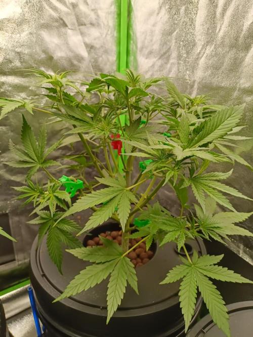 hydroponic dwc. Week 5