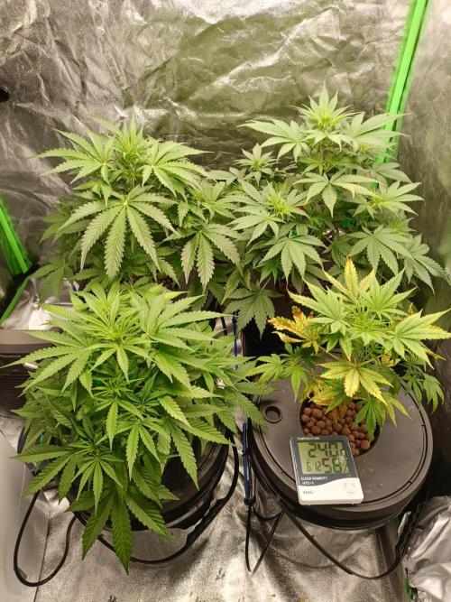 hydroponic dwc. Week 5