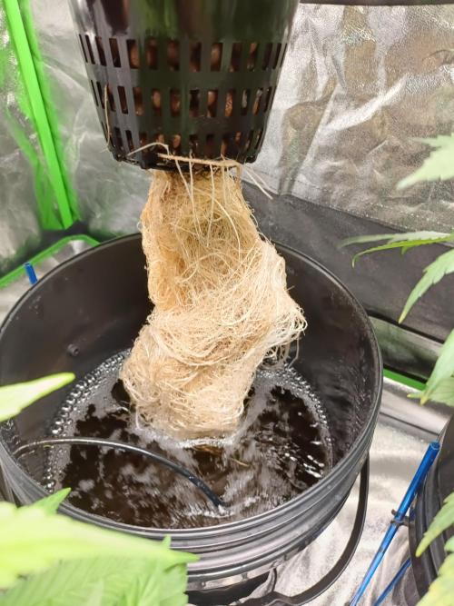 hydroponic dwc. Week 5