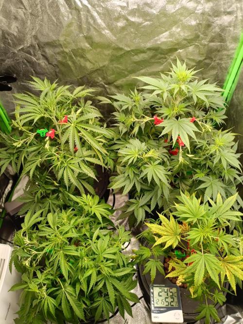 hydroponic dwc. Week 6