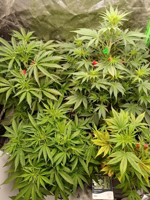 hydroponic dwc. Week 6