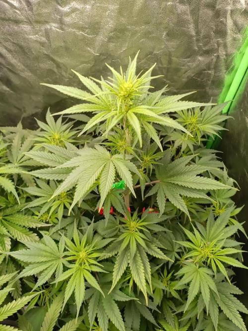 hydroponic dwc. Week 6