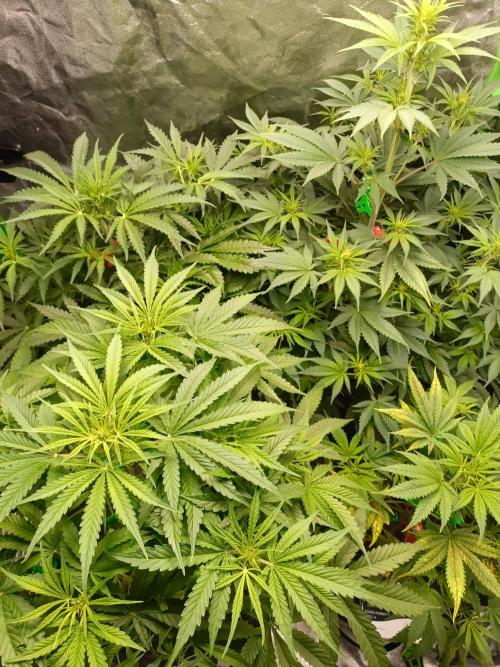 hydroponic dwc. Week 7