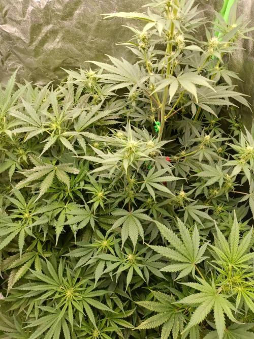 hydroponic dwc. Week 7