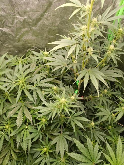 hydroponic dwc. Week 7