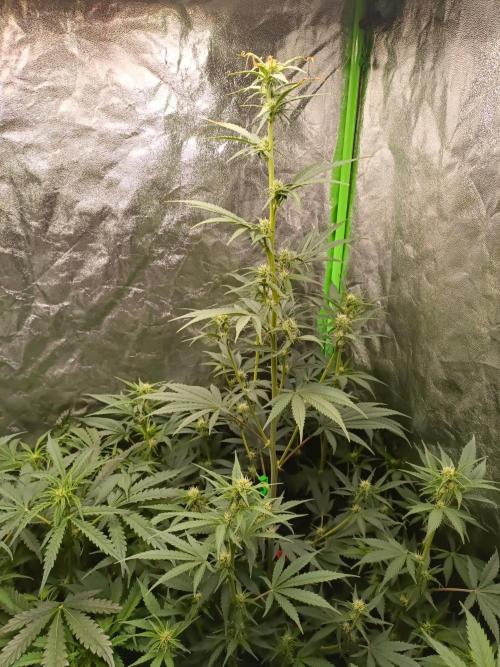 hydroponic dwc. Week 7